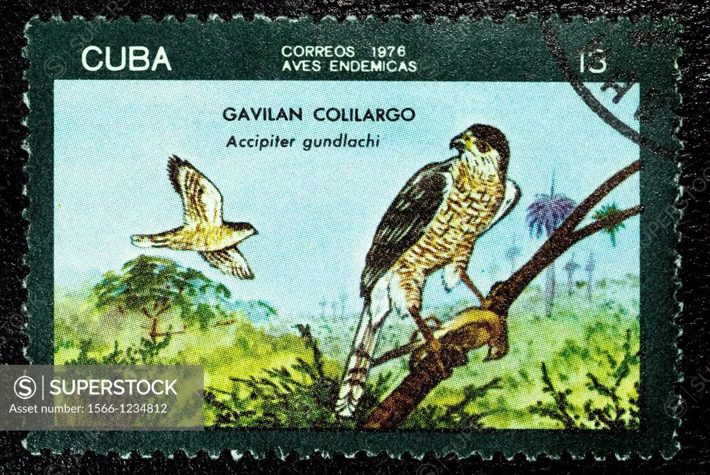 Gundlach´s Hawk, Accipiter gundlachi, Gavilán Cubano, Animal Stamps, Cuba
