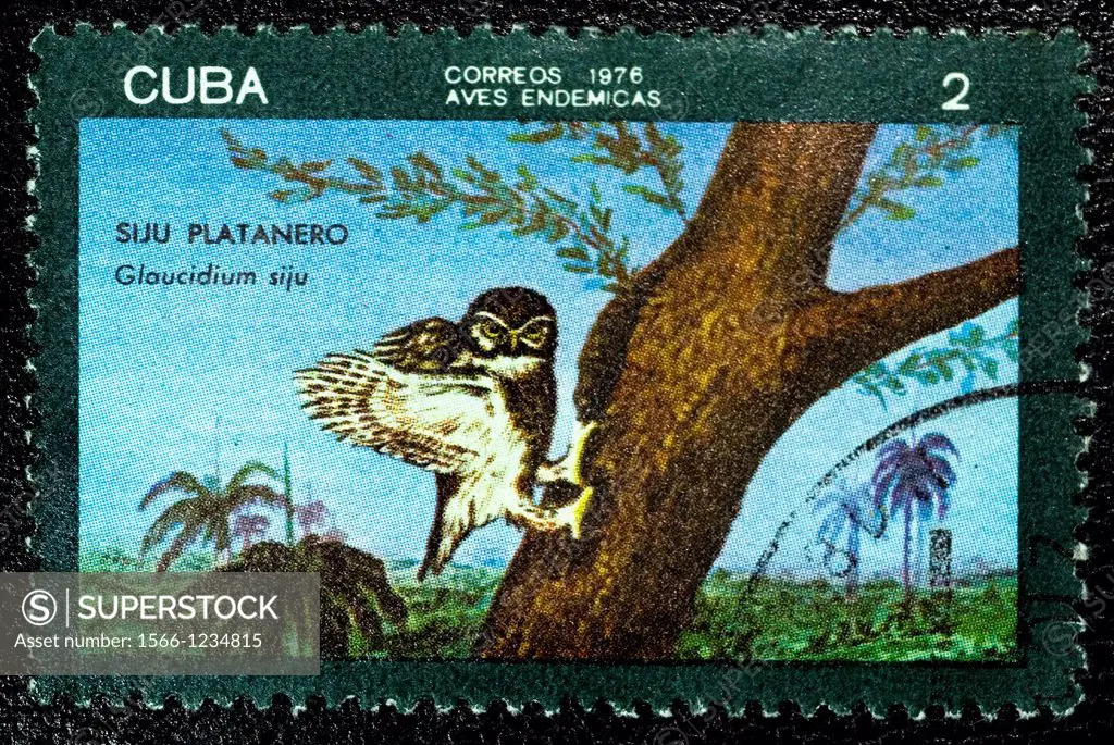 Cuban Pygmy-Owl, Glaucidium siju, Mochuelo Sijú, Sijú Platanero, Animal Stamps, Cuba