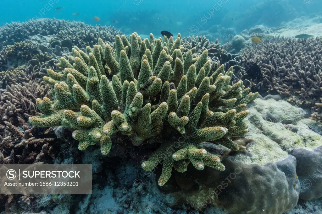 Hard and soft corals on underwater reef on Jaco Island, Timor Sea, East Timor.
