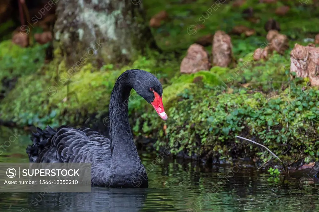 An adult black swan, Cygnus atratus, at the Terra Nostra Botanical Gardens on the Azorean Capital island of Sao Miguel, Azores, Portugal.