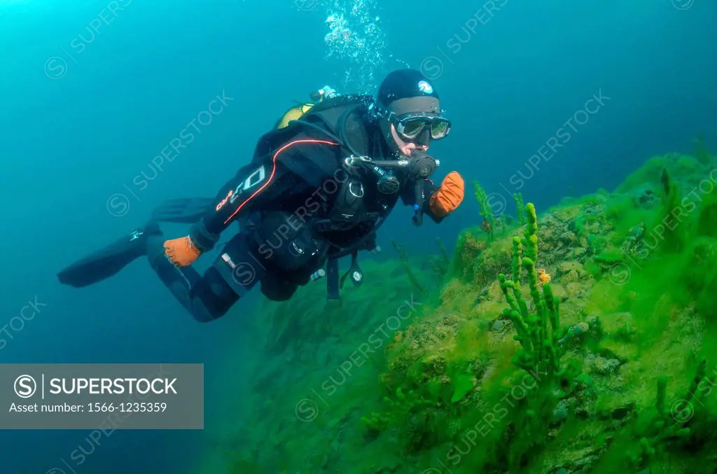 Diver & Demosponge Lubomirskia baicalensis, Lake Baikal, Siberia, the Russian Federation, Eurasia