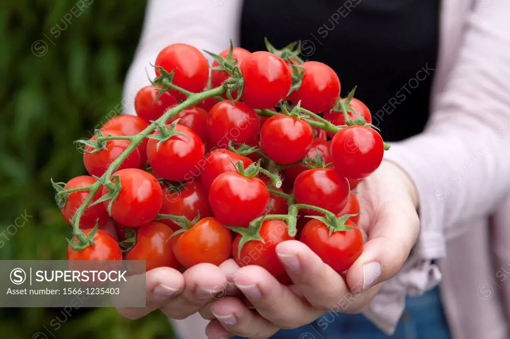 Person holds fresh cherry tomatoes on the vine