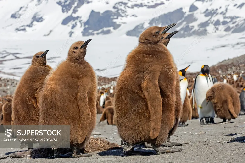 UK, South Georgia Islands, Saint Andrews Plains, King Penguin (Aptenodytes patagonicus) chicks