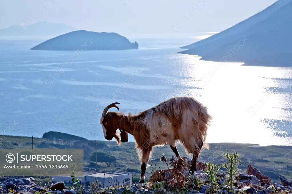 greece, cyclades, amorgos: goat in the mountains above the Aegean Sea