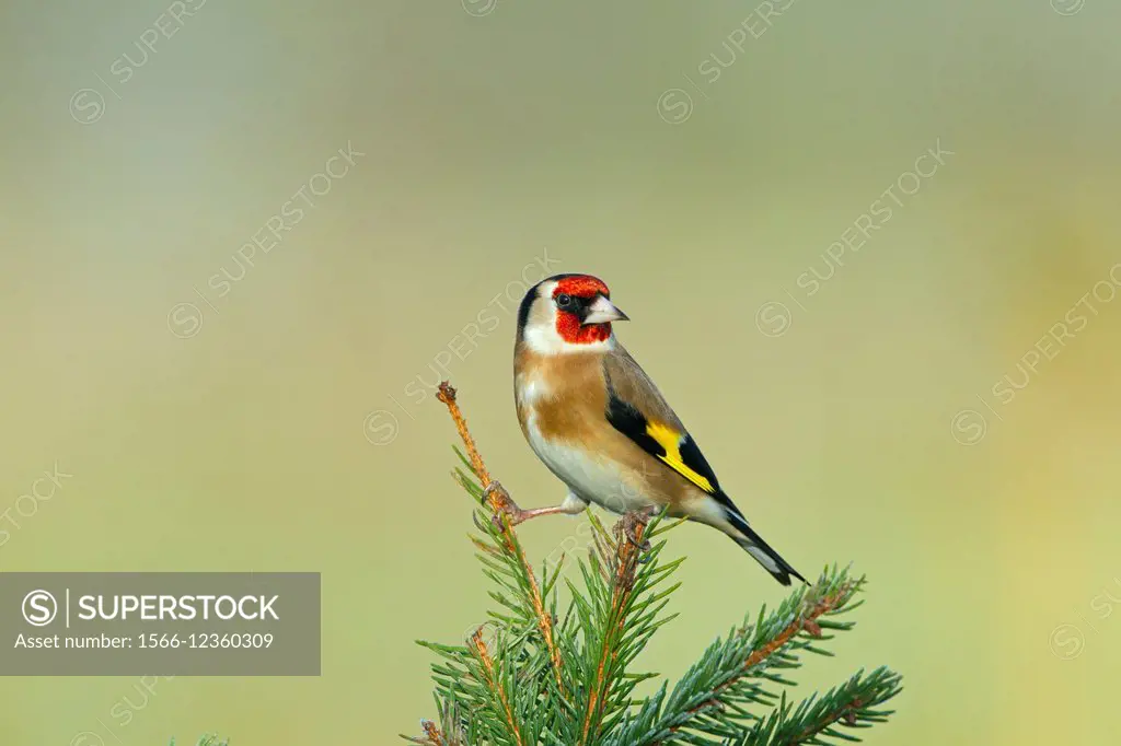Goldfinch Carduelis carduelis in Winter Frost.