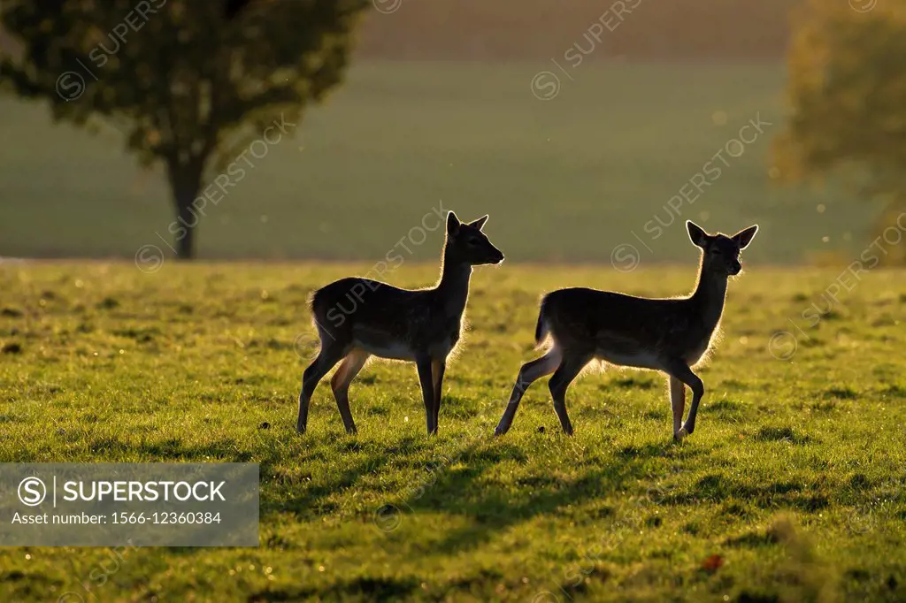Fallow Deer Cervus dama Does autumn Holkham deer park Norfolk.