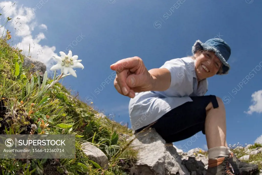 Woman and edelweiss in Austria.