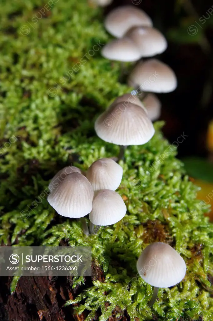 Common Bonnet growing on tree branch and moss Mycena galericulata