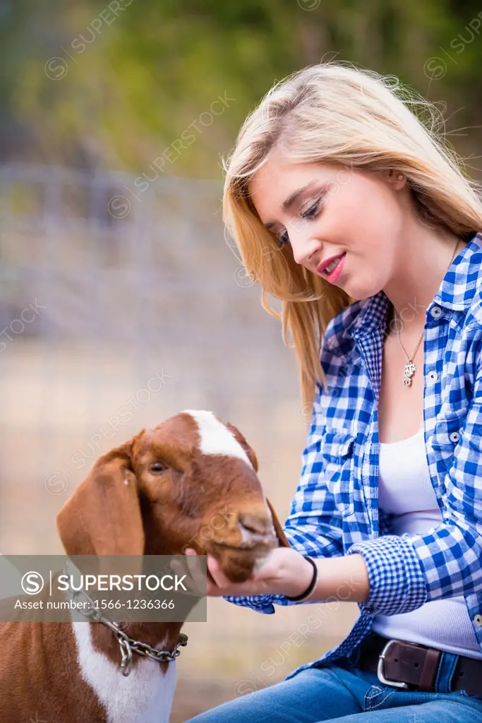 Female teenager petting a goat on a livestock farm in Texas.