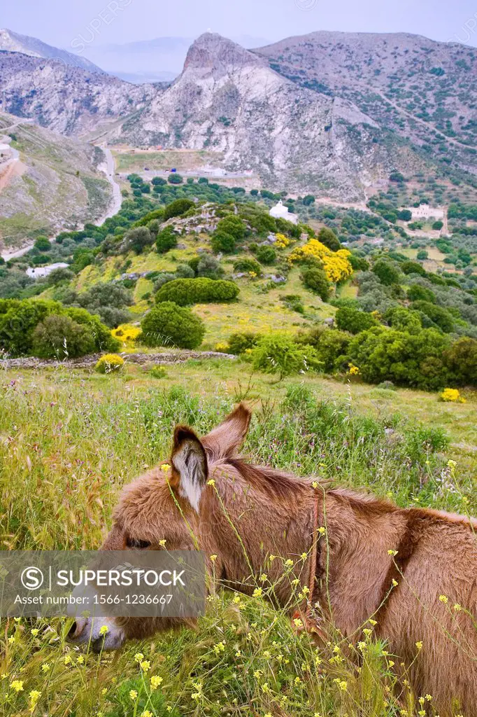 greece, cyclades, naxos: Village Apiranthos, donkey
