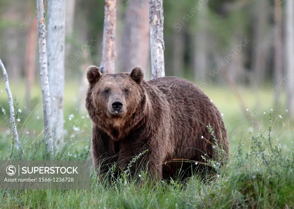 Finland, Kuhmo, Brown Bear (Ursus arctos)