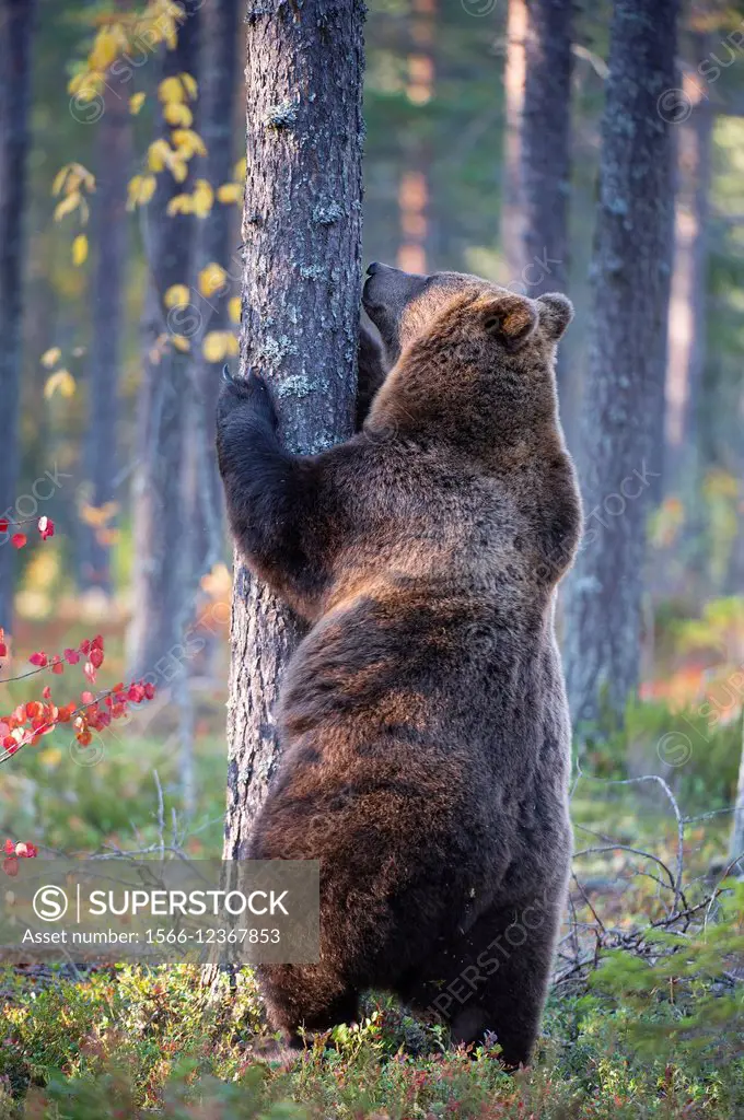 Brown Bear (Ursos arctos), in boreal pinewood in autumn, Finland.