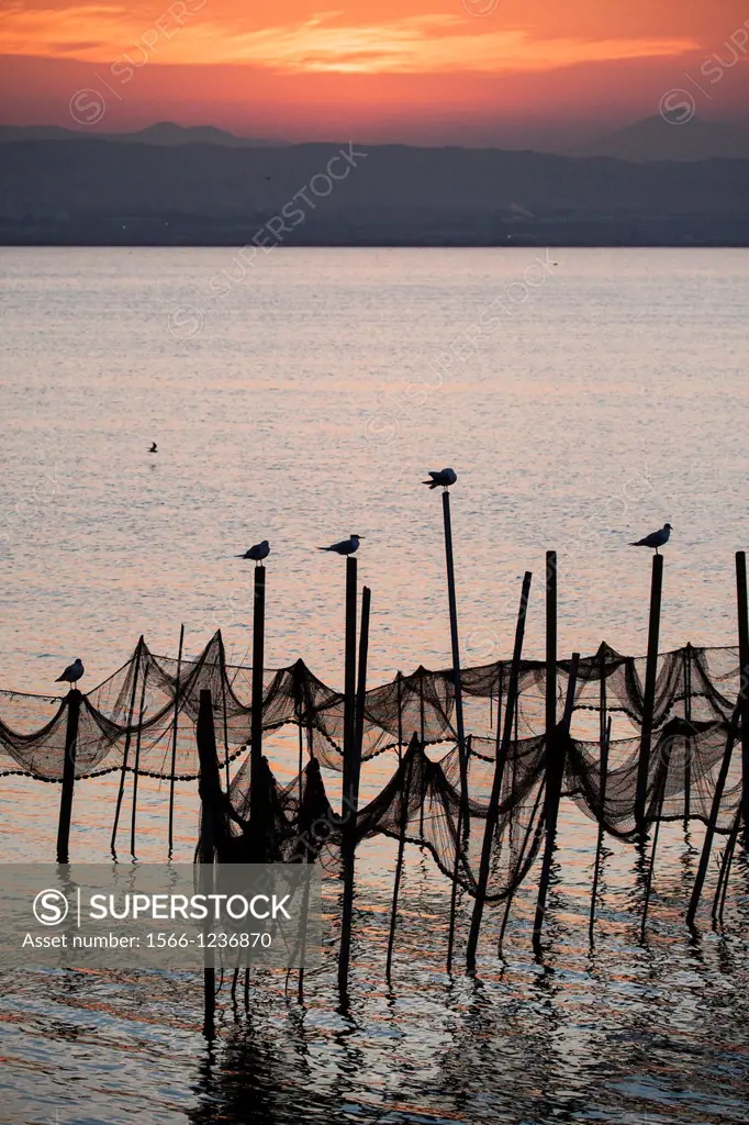 Seagulls on poles, evening, Albufera de València, Valencian Community, Spain.