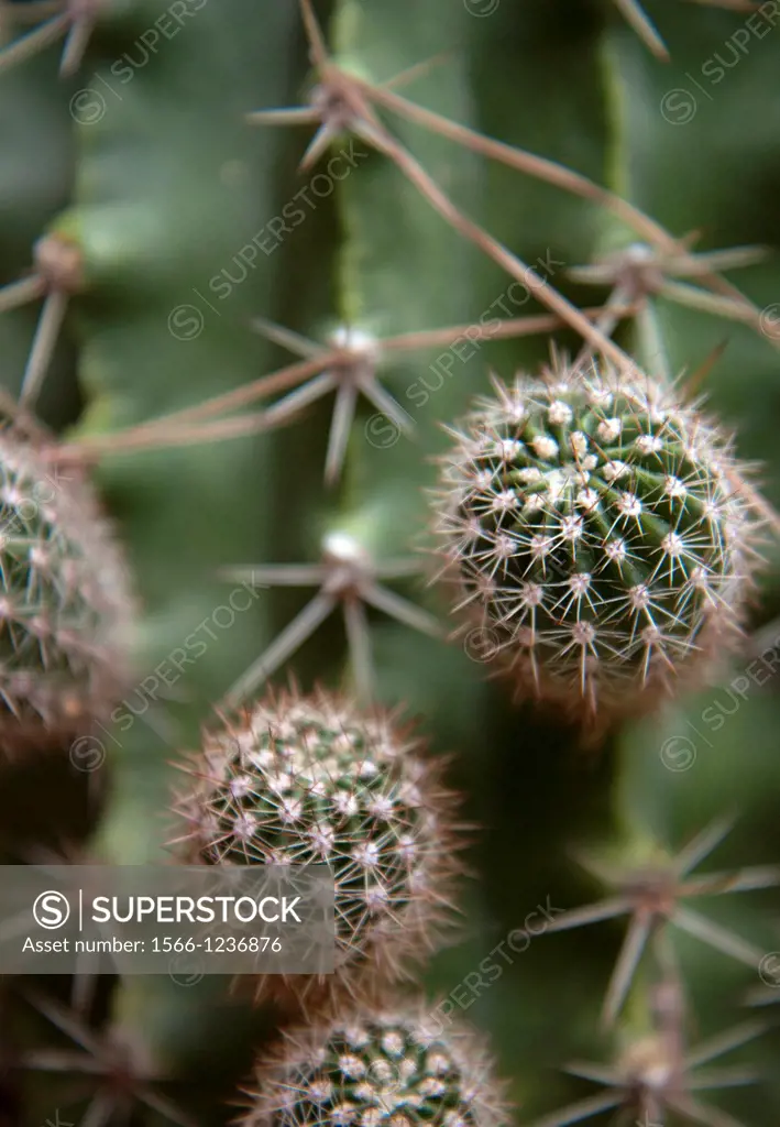 Cactus con esquejes 