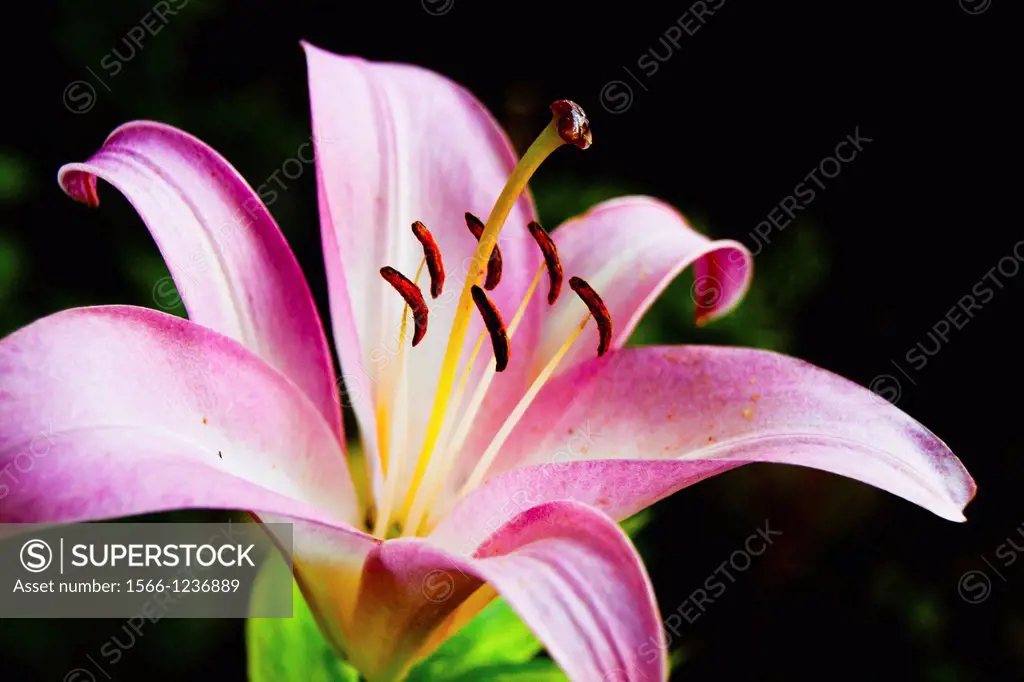 Lilium pynk perfection group, trumpet lily Liliaceae family, growing from bulbs Showy and Fragrant Flowers The blooms grow on stems to 120cm The flowe...