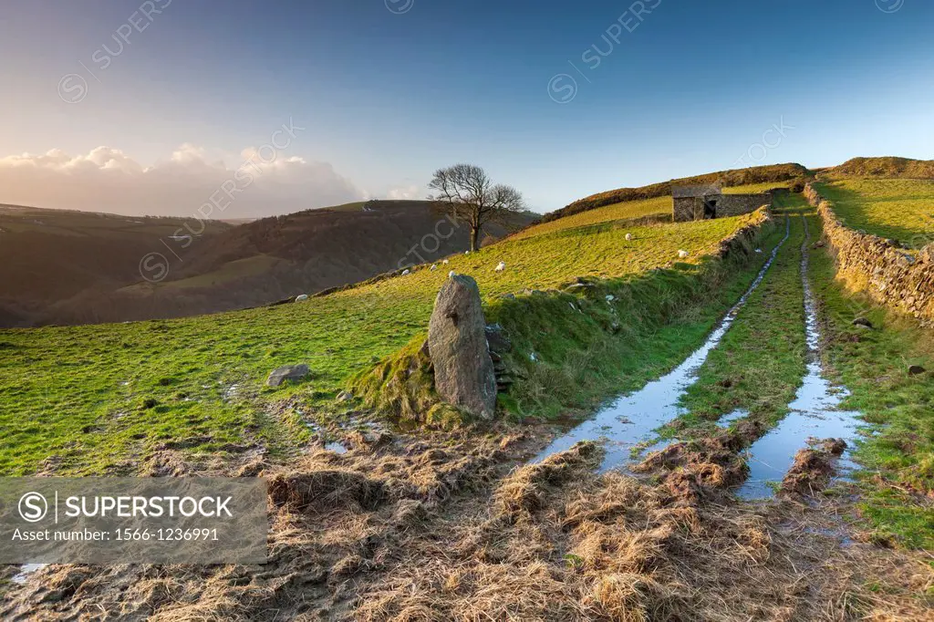 Sheep grazing in the Exmoor National Park near Lynmouth, Devon, England, UK, Europe
