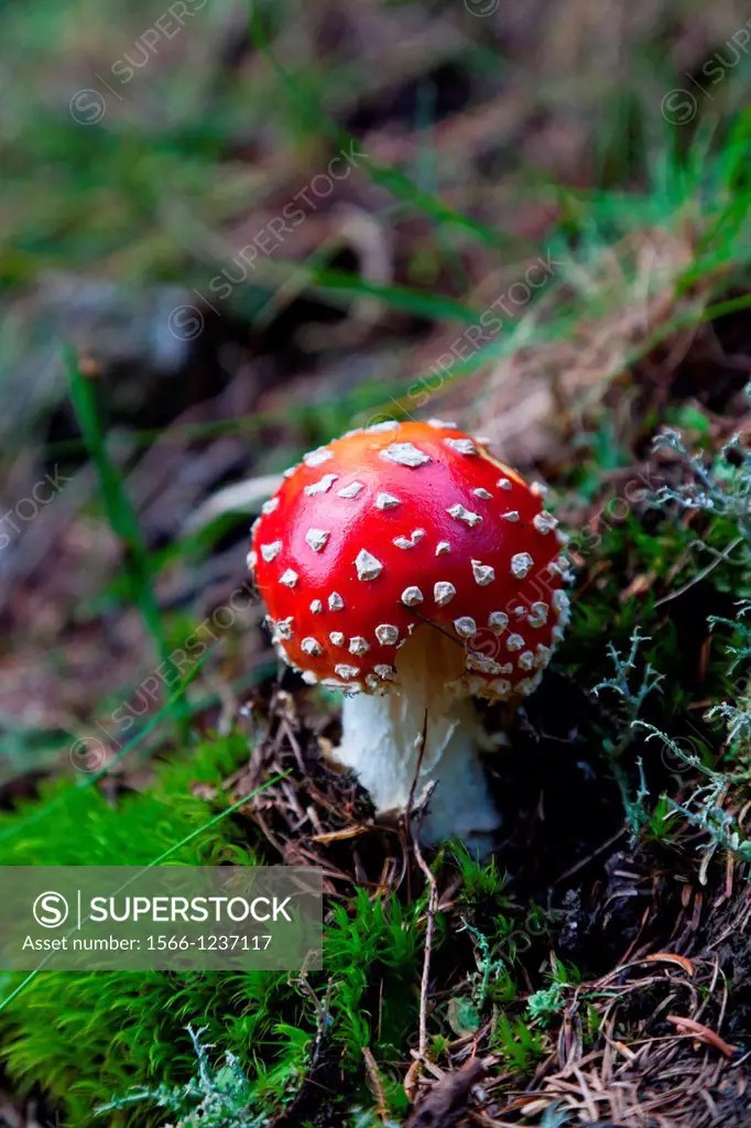 Amanita muscaria, known as the fly agaric or fly amanita is a poisonous fungus, Dolomite, Belluno province, Italy, Europe
