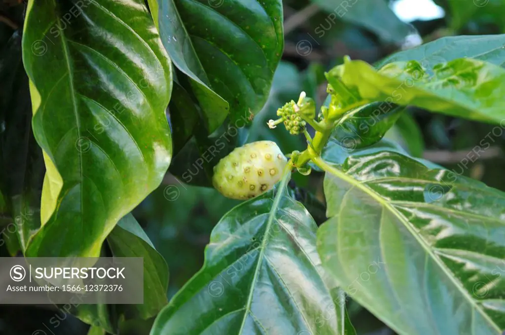 leaf and fruit of Noni Indian Mulberry or Great morinda