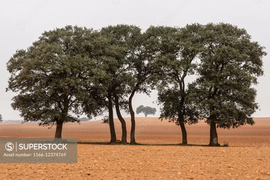 Holm Oaks (Quercus ilex), Almansa, Albacete province, Castilla-La Mancha, Spain