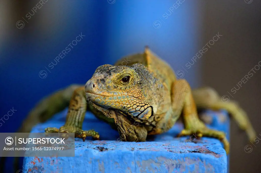 An iguana in Monterrico, Guatemala, Central America.