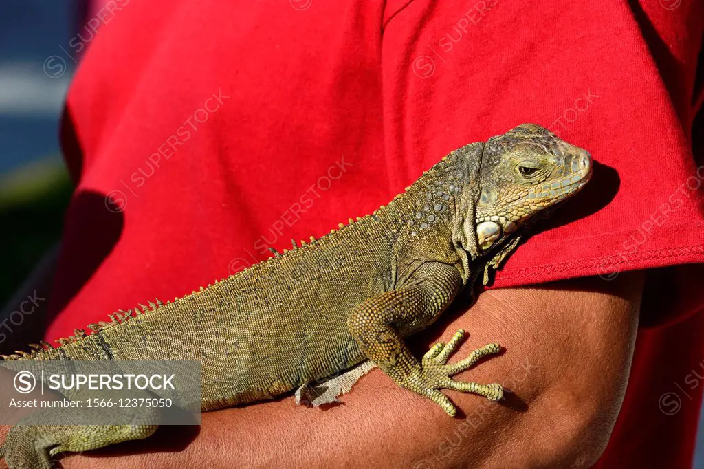 An iguana in Monterrico, Guatemala, Central America.