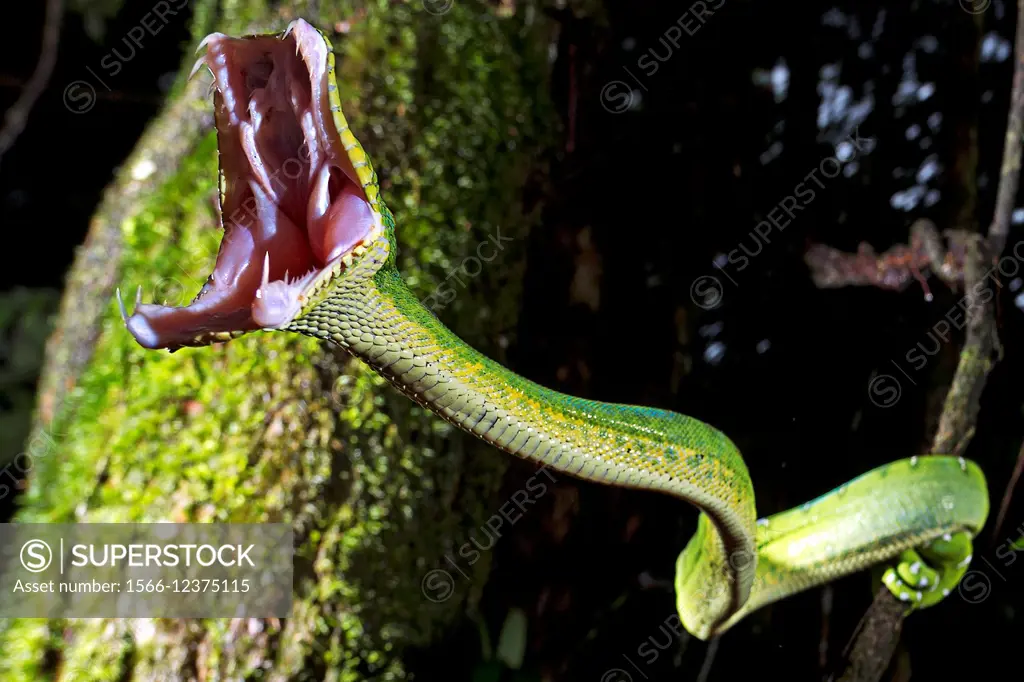 Corallus caninus. Emerald tree boa biting. Medium sized boa, stocky and massive head, the emerald tree boa is mostly found at dusk or at night, when h...