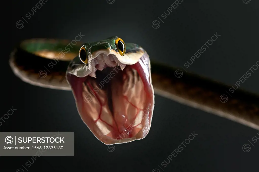 "Leptophis ahaetulla. Vine snake (parrot snake). This diurnal colubrid adopts threatening postures, body in """"s"""" and opens his mouth disproportio...