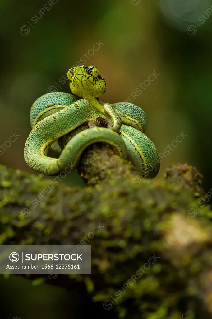 Bothriopsis bilineata. New born green pit viper on a tree. Venomous Snake (solenoglyphous) mostly nocturnal. French Guiana.