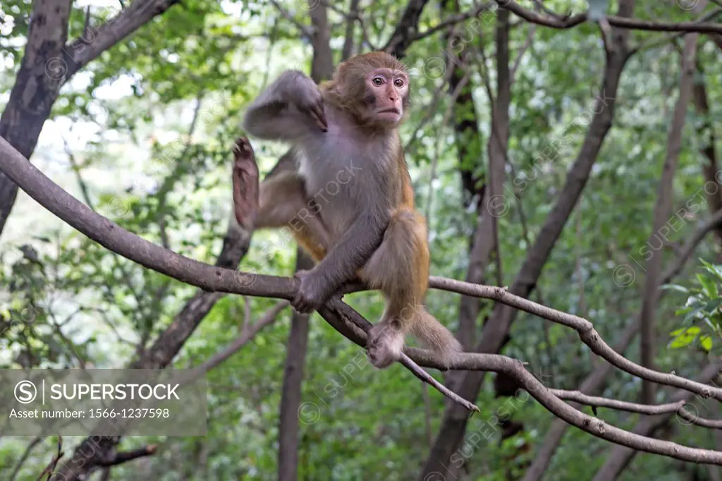 China, Hunan Province, Zhangjiajie National Forest UNESCO World Heritage Site, Yellow Stone Village Mountain, Rhesus macaque or Rhesus monkey, Macaca ...