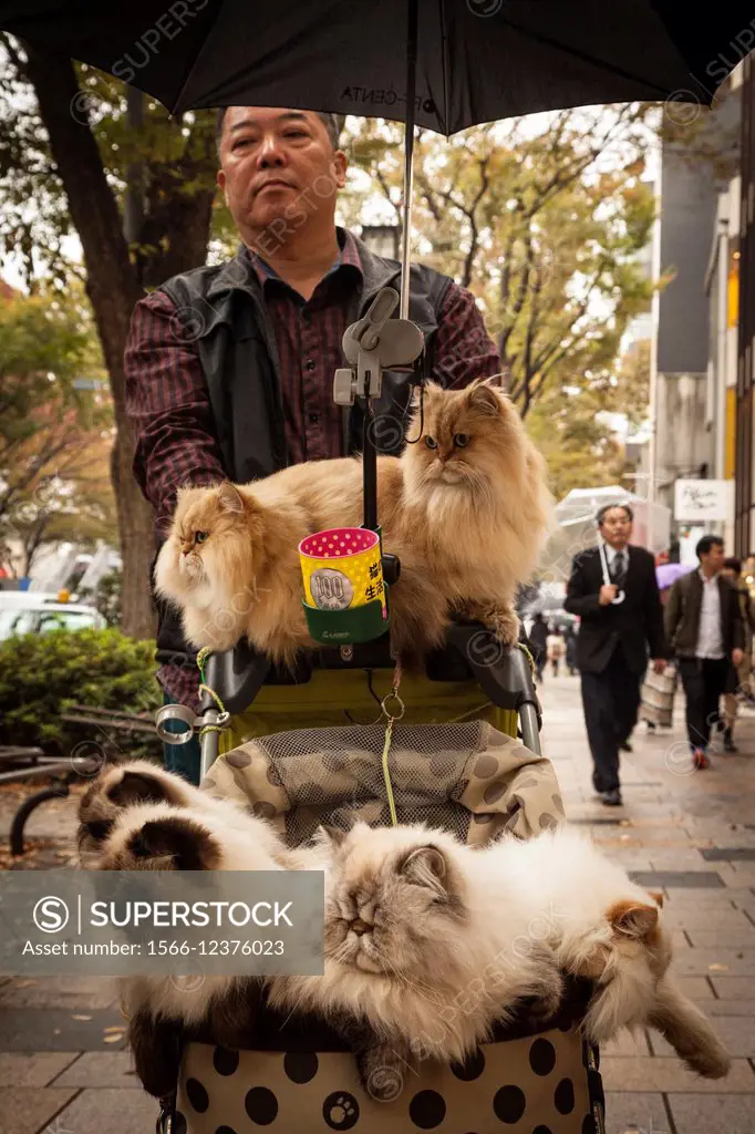 Catwalker, six Persian cats taken for walk in a child´s stroller, Tokyo, Japan.