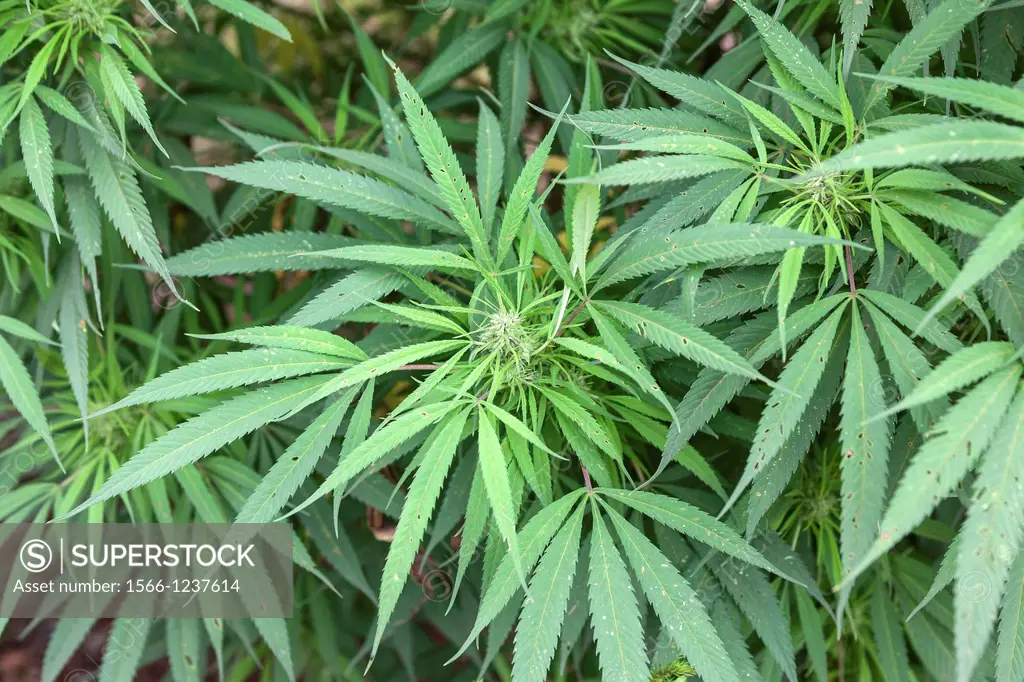 China, Yunnan Province, Kunming Municipality, Dongchuan District, Niujie village, Cannabis, Cannabis sativa subsp spontanea