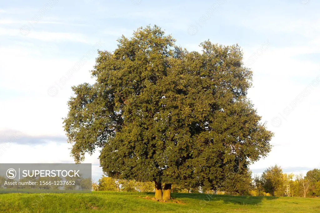 France, Bas-Rhin, Pedunculate Oak, English Oak, Quercus robur