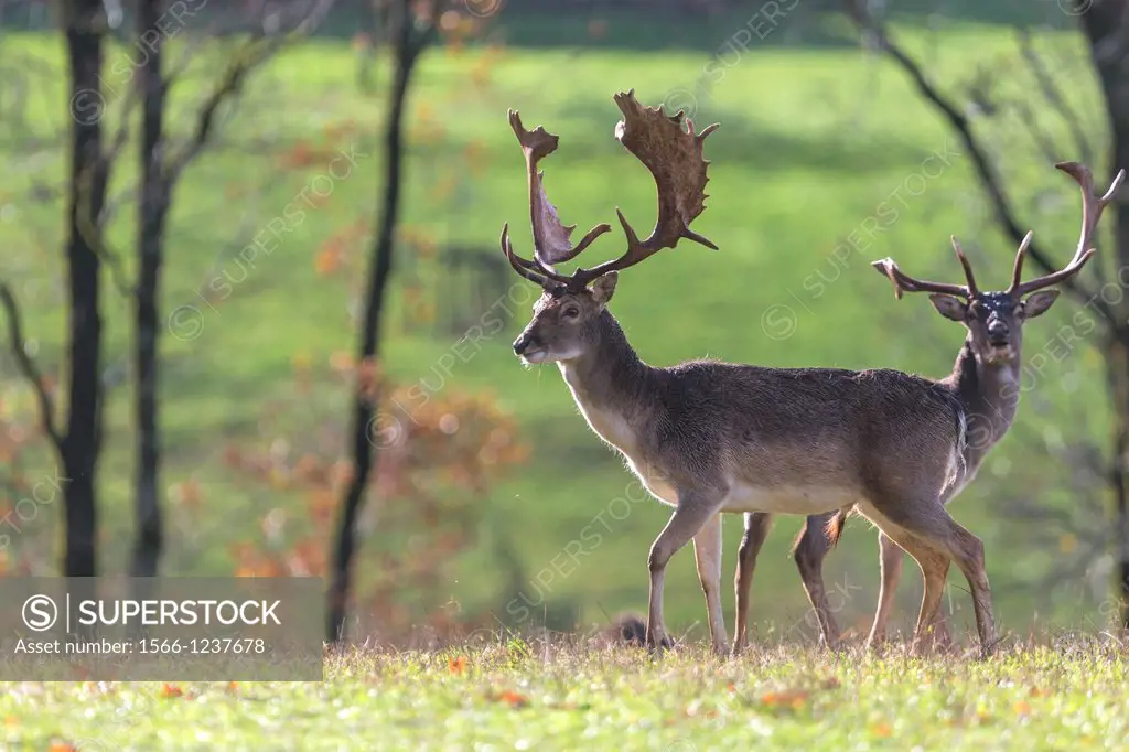 France, Haute Saone, Private park, Fallow Deer, Dama dama, buck, Male