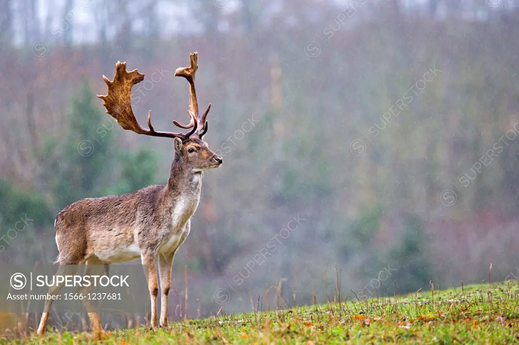 France, Haute Saone, Private park, Fallow Deer, Dama dama, buck, Male
