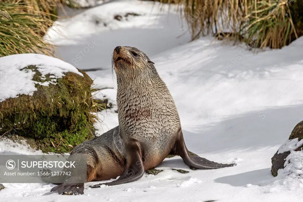 Antarctic, South Georgia, Prion Island, South American Fur Seal, Arctocephalus australis