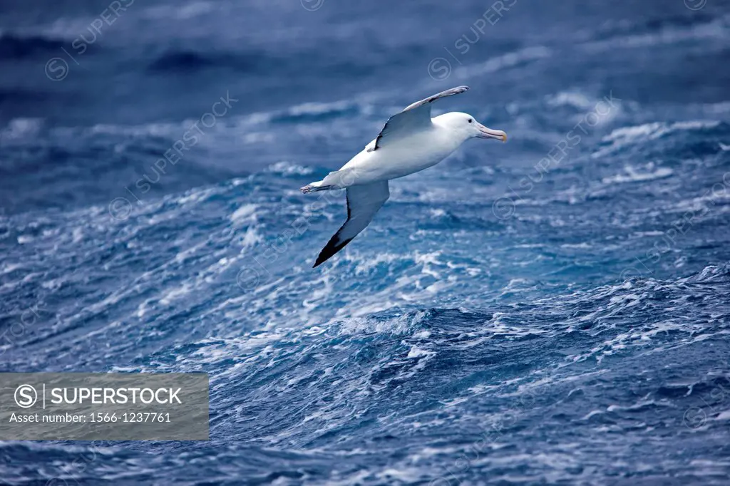 Antarctic, Ocean between Falklands Islands and South Georgia, South Georgia, Wandering Albatross, Diomedea exulans, in flight