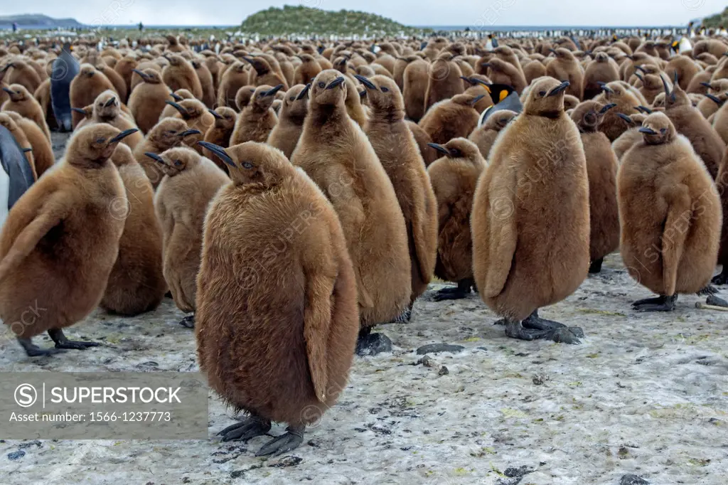 Antarctic, South Georgia, Salisbury plains, King Penguin, Aptenodytes patagonicus, youngs in brown