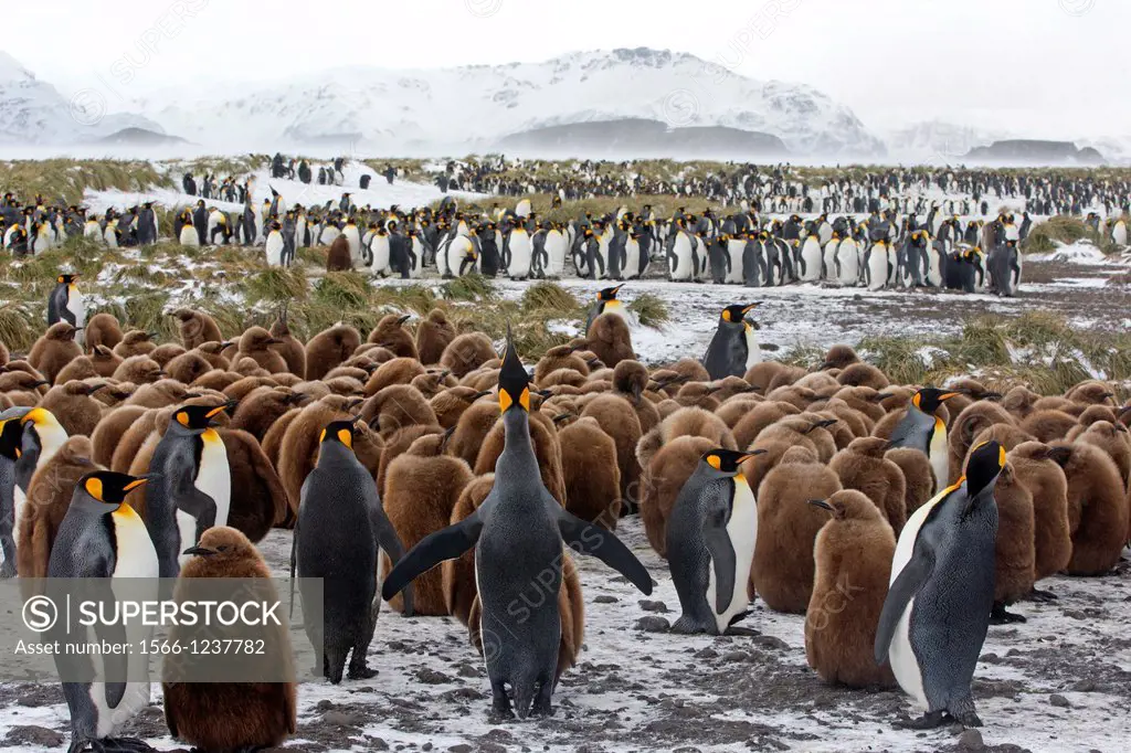 United Kingdom, South Georgia Islands, Salysbury plains, King Penguin Aptenodytes patagonicus, yougs in brown and adults