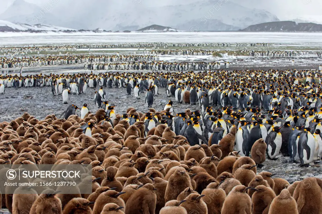 United Kingdom, South Georgia Islands, Salysbury plains, King Penguin Aptenodytes patagonicus, youngs in brown
