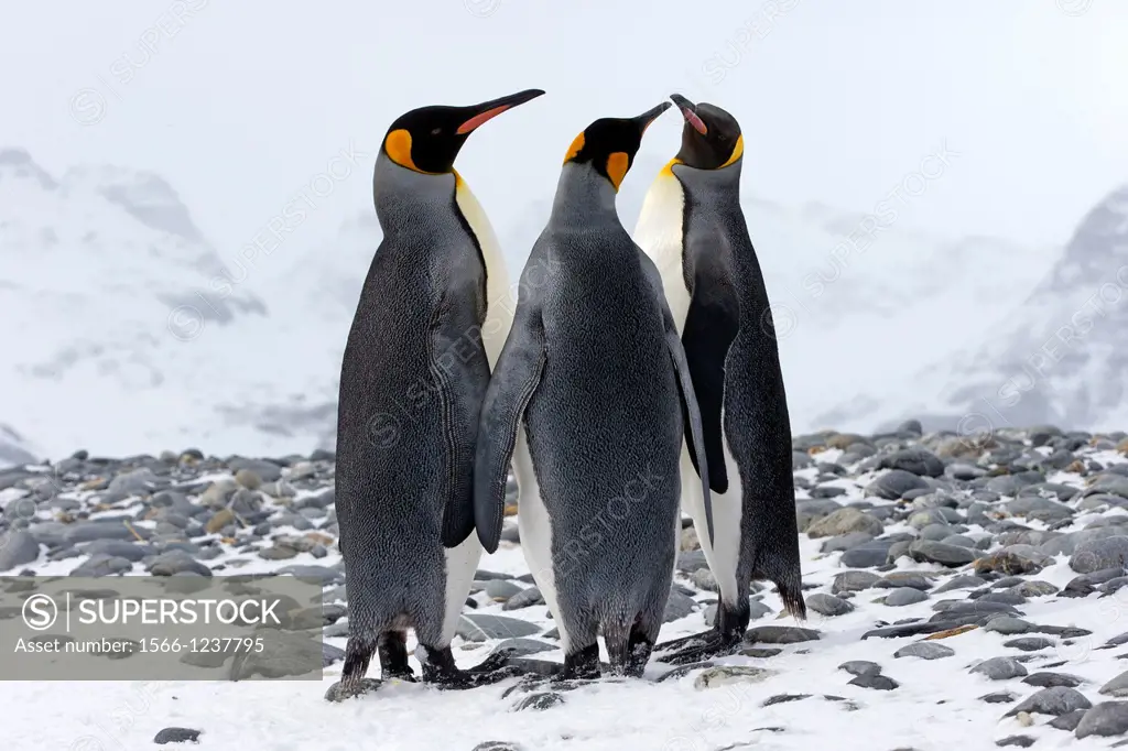 United Kingdom, South Georgia Islands, Salysbury plains, King Penguin Aptenodytes patagonicus, adults in the snow, displaying