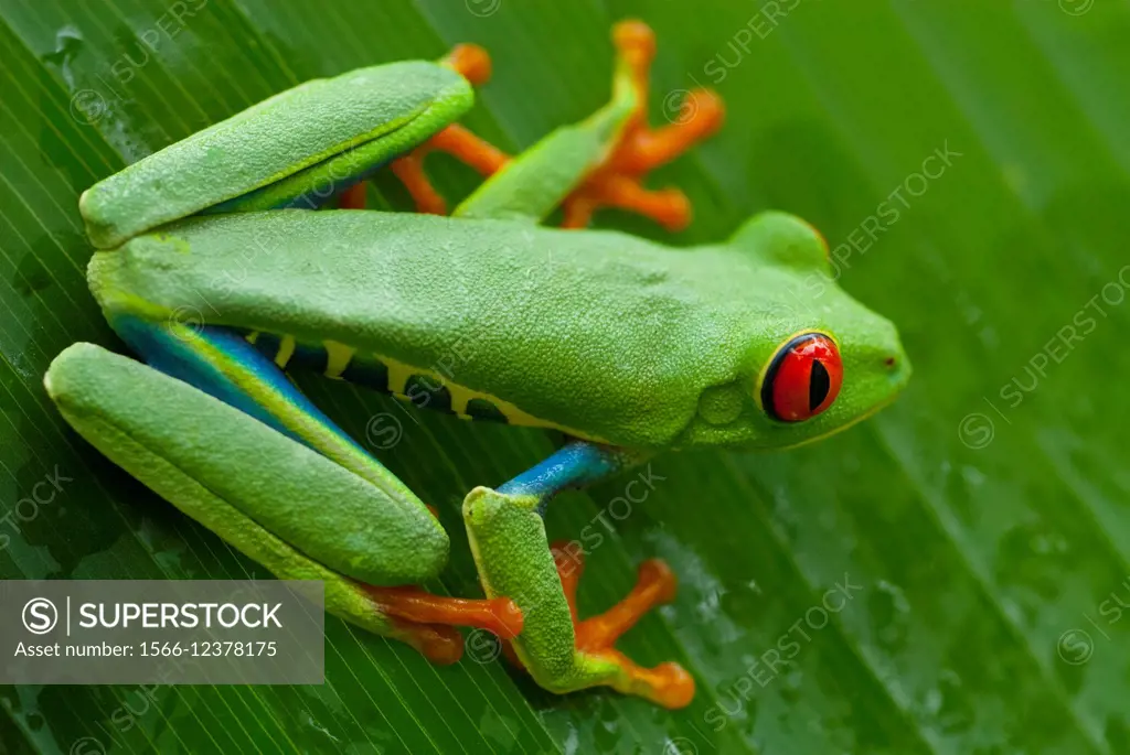 Costa Rica. National park of Tortuguero, red eyes tree frog (Agalychnis callidryas)