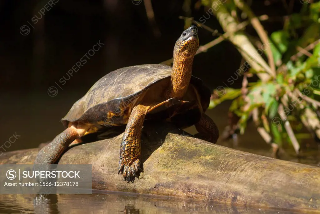 Costa Rica. National park of Tortuguero, black river turtle (Rhinoclemmys funerea)
