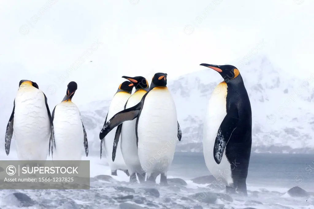 United Kingdom, South Georgia Islands, Salysbury plains, King Penguin Aptenodytes patagonicus, adults in the snow and the mist