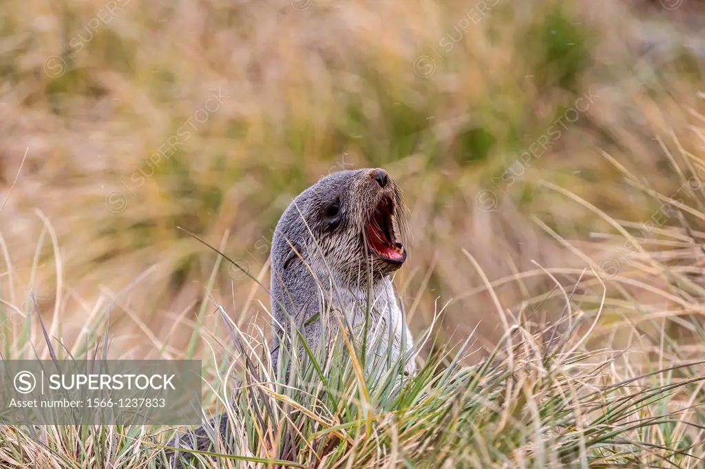 Antarctic, South Georgia, South American Fur Seal Arctocephalus australis