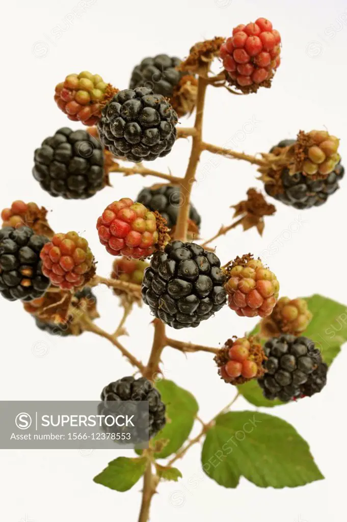 Blackberries Rubus fruticosus