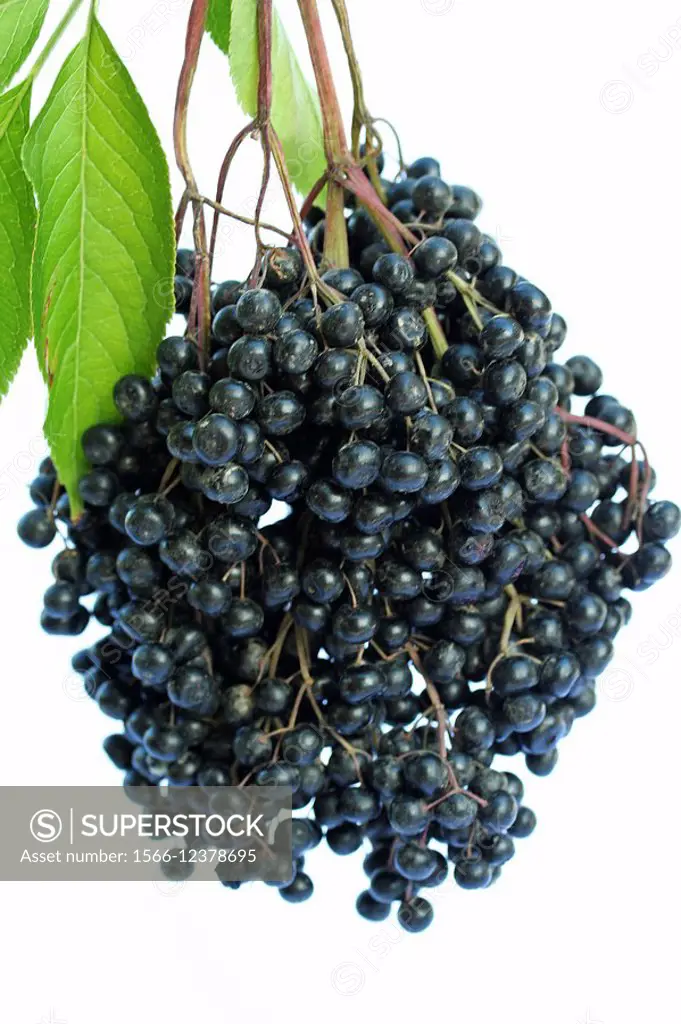 Elder berries (Sambucus nigra)