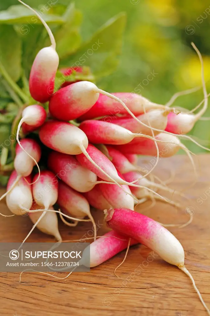 Radishes in natural background.