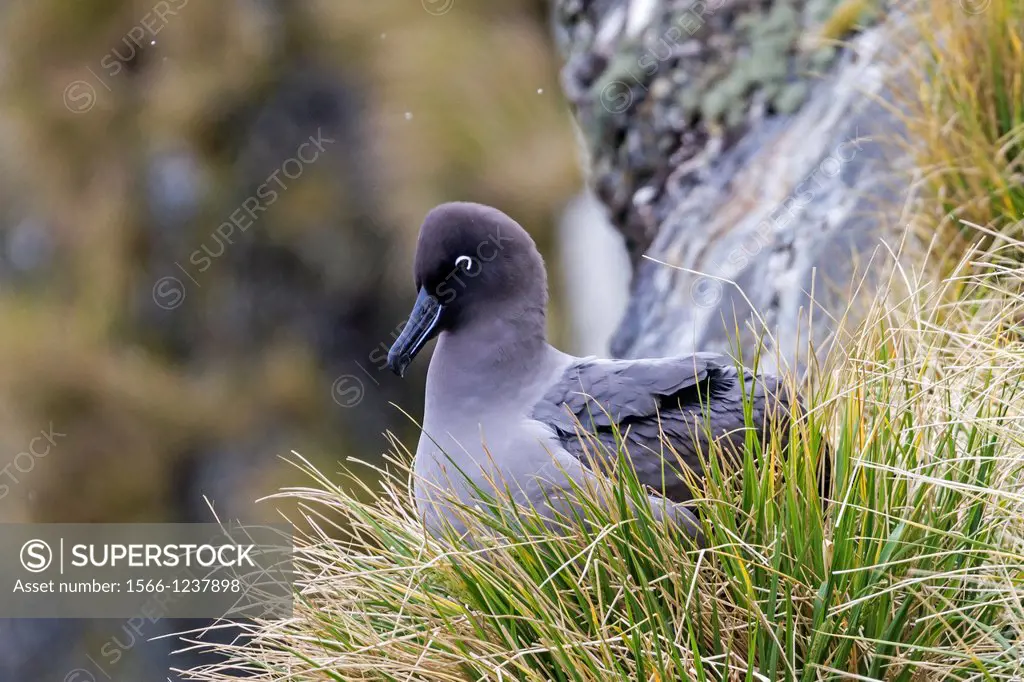 United Kingdom, South Georgia Islands, Elsehul, Light-mantled Albatross or Grey-mantled Albatross or the Light-mantled Sooty Albatross, Phoebetria pal...