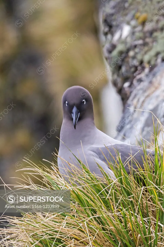 United Kingdom, South Georgia Islands, Elsehul, Light-mantled Albatross or Grey-mantled Albatross or the Light-mantled Sooty Albatross, Phoebetria pal...