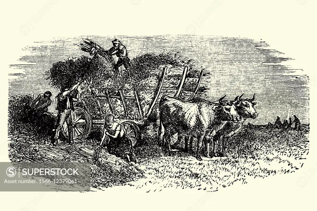 Antique cart  Antique illustration  1900